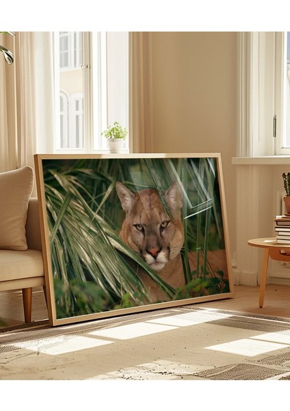 Ormandaki Puma Poster indirimleri