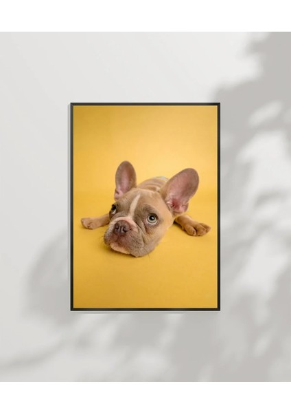 Sarı Zemin Üzerinde Sevimli Köpek Poster