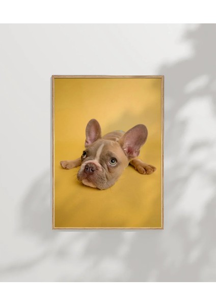 Sarı Zemin Üzerinde Sevimli Köpek Poster modelleri