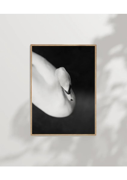 Zarif Kuğu Poster modelleri