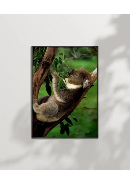 Ağaçta Uyuyan Koala Poster