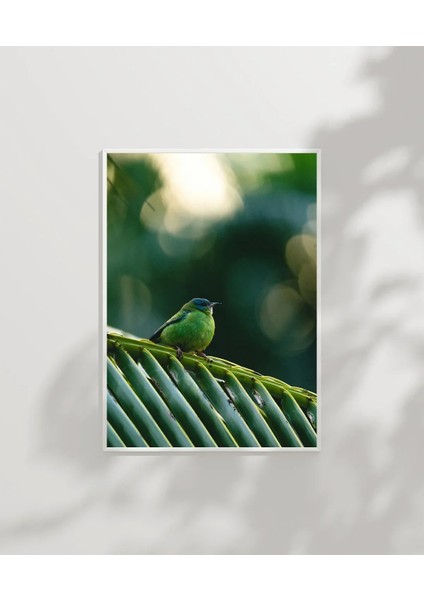 Daldaki Yeşil Kuş Poster modelleri