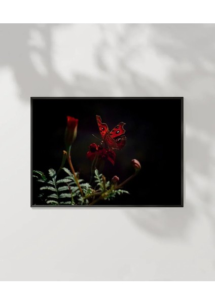 Karanlıkta Kırmızı Kelebek Poster