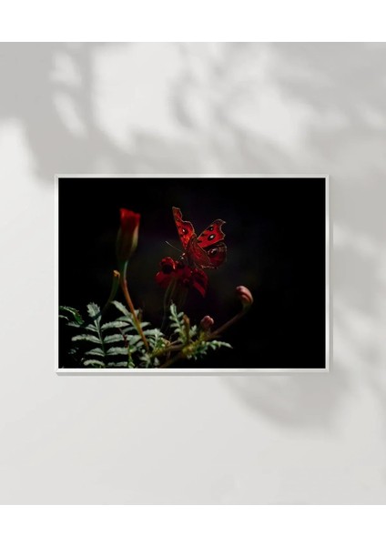 Karanlıkta Kırmızı Kelebek Poster modelleri
