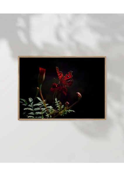 Karanlıkta Kırmızı Kelebek Poster fırsatları