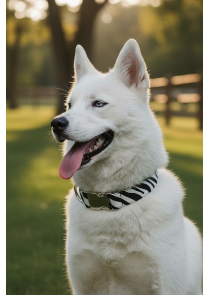 Zebra Köpek Boyun Tasması- Charm Hediyeli fiyatları