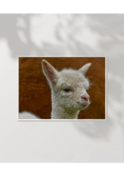 Sevimli Lama Poster modelleri