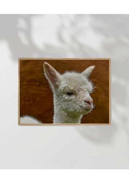Sevimli Lama Poster fırsatları