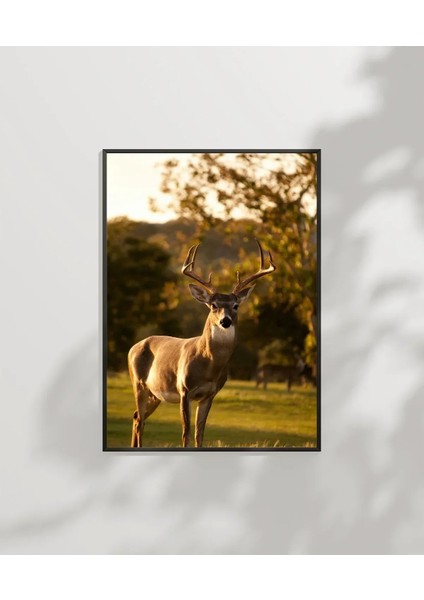 Gün Batımında Geyik Poster