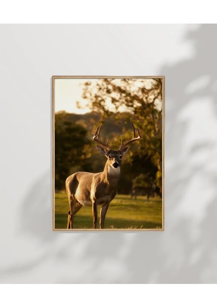 Gün Batımında Geyik Poster modelleri