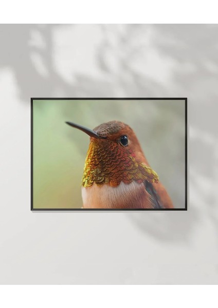 1. Kolibri Kuşu Poster