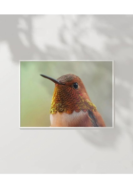 1. Kolibri Kuşu Poster modelleri