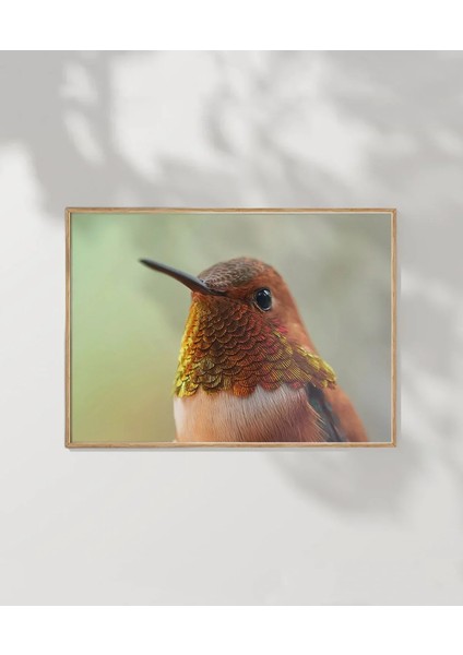 1. Kolibri Kuşu Poster fırsatları