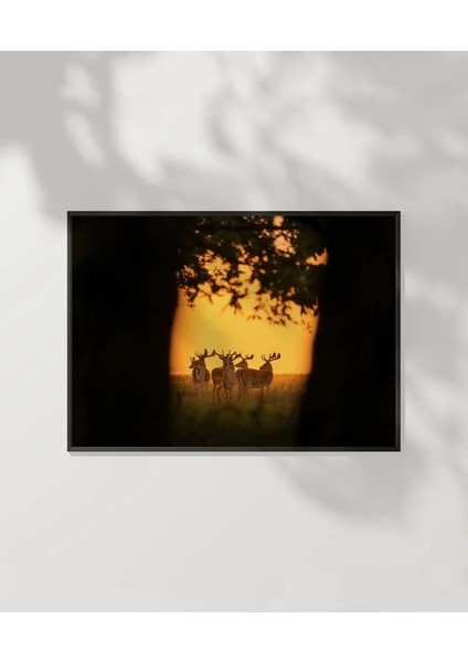 Gün Batımında Ceylanlar Poster