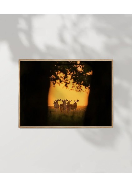 Gün Batımında Ceylanlar Poster modelleri