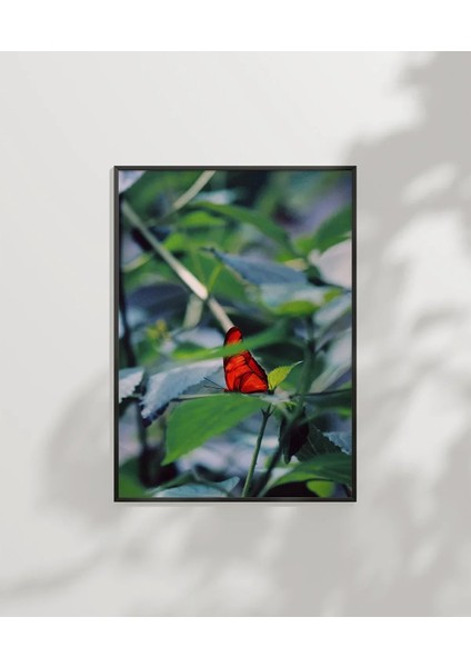 Yeşil Yaprak Üzerinde Kırmızı Kelebek Poster