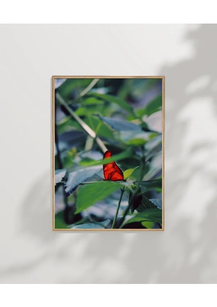 Yeşil Yaprak Üzerinde Kırmızı Kelebek Poster modelleri