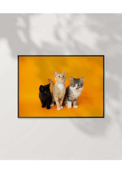 1. Renkli Kedi Üçlüsü Poster
