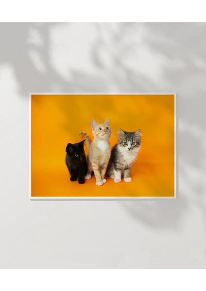 1. Renkli Kedi Üçlüsü Poster modelleri