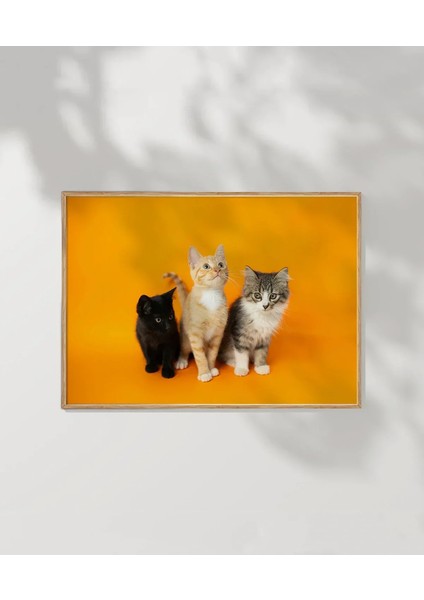 1. Renkli Kedi Üçlüsü Poster fırsatları
