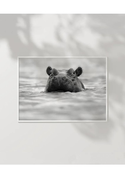 Suda Suaygırı Poster modelleri