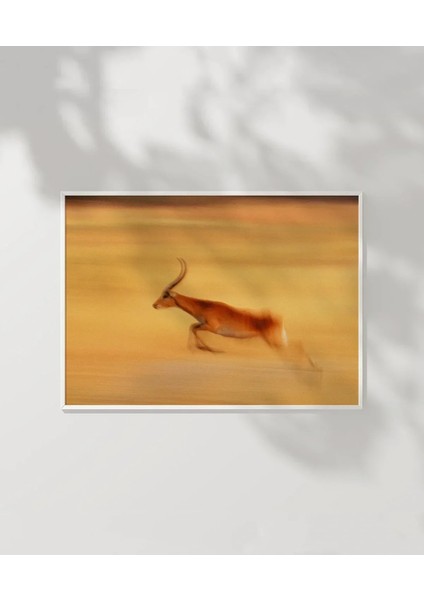 Çöl Antilobu Poster modelleri