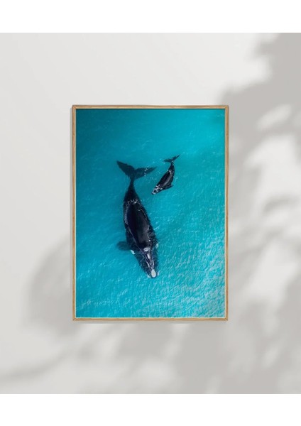 Mavi Denizde Yüzen Balinalar Poster modelleri