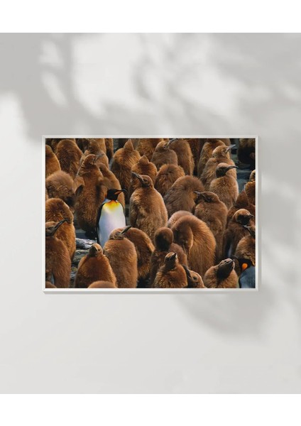 Penguenler Arasında Poster modelleri