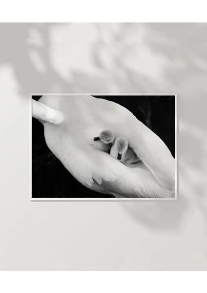 Beyaz Kuş Poster modelleri