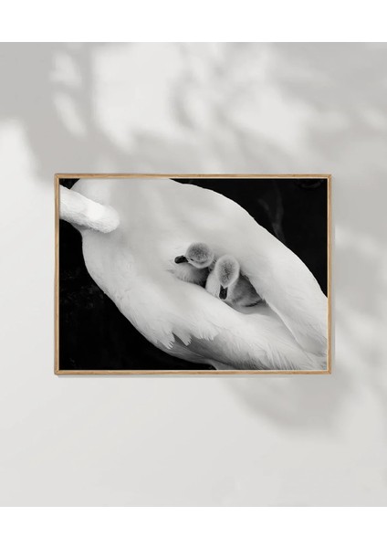 Beyaz Kuş Poster fırsatları