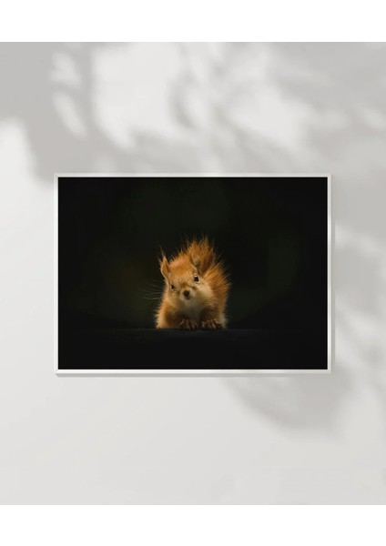 Meraklı Sincap Poster