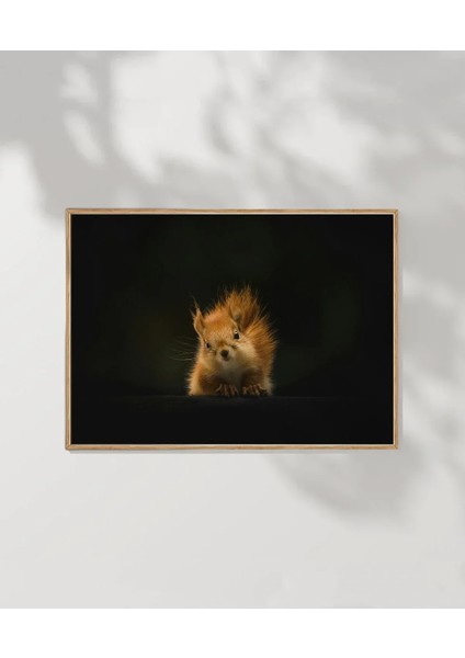 Meraklı Sincap Poster modelleri