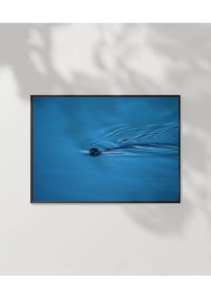 Mavi Suda Yüzen Su Samuru Poster