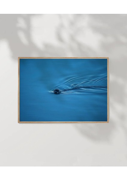 Mavi Suda Yüzen Su Samuru Poster fırsatları