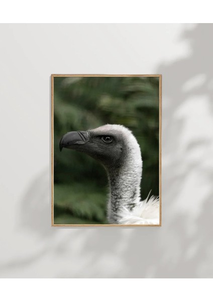 Gri Kuş Portresi modelleri