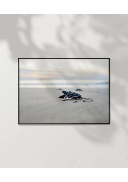 Deniz Kaplumbağası Poster