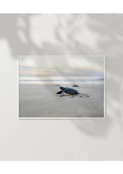 Deniz Kaplumbağası Poster modelleri