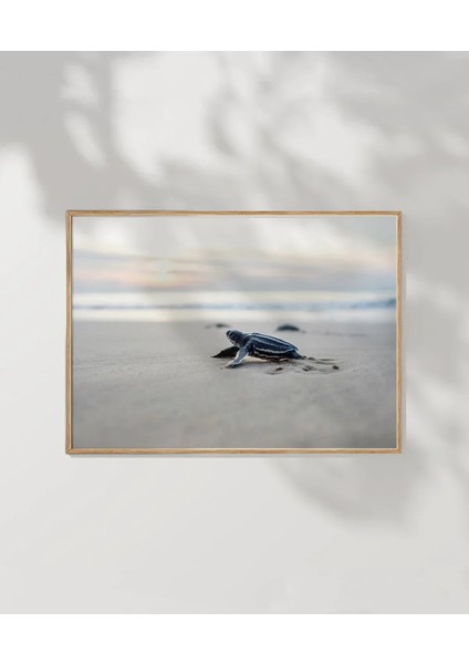 Deniz Kaplumbağası Poster fırsatları