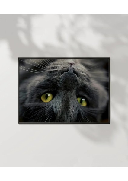 Yavru Kedi Uyku Anı Poster