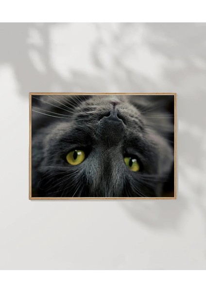 Yavru Kedi Uyku Anı Poster fırsatları