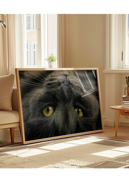 Yavru Kedi Uyku Anı Poster indirimleri