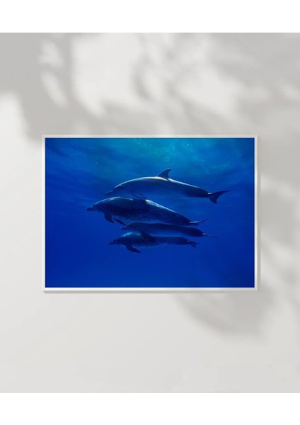 1. Derin Mavi Yunuslar Poster fırsatları