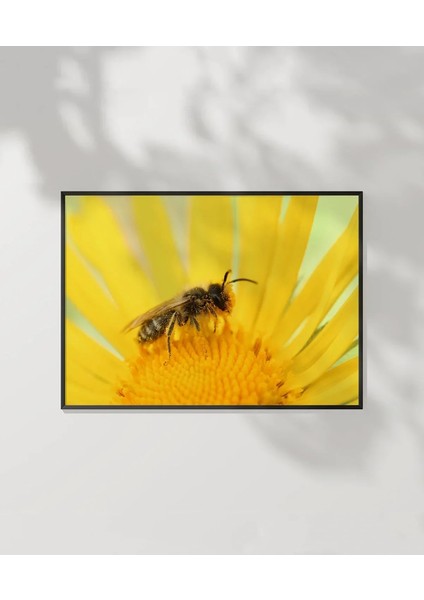 Güneş Altında Arı Poster