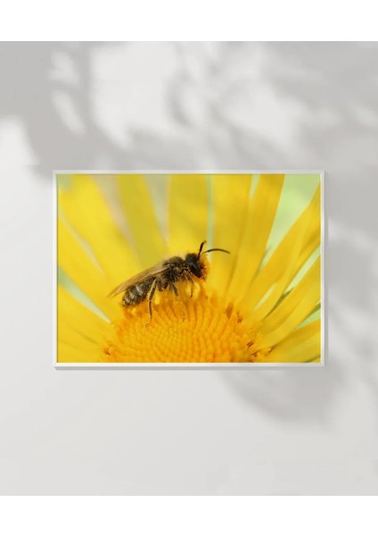 Güneş Altında Arı Poster modelleri