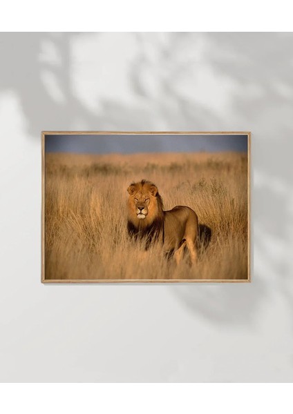 Orman Aslanı Poster fırsatları