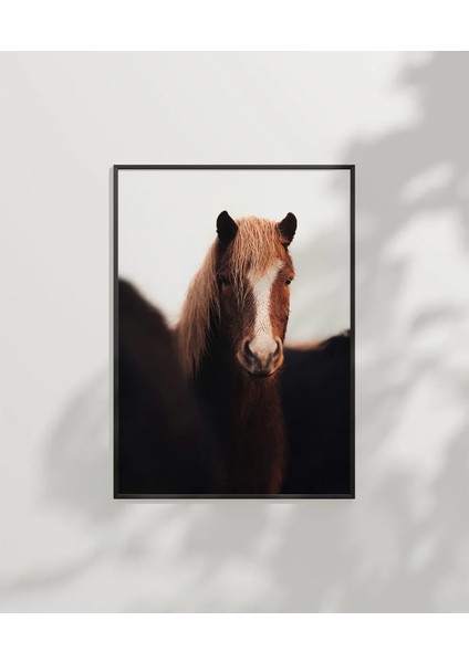 Kahverengi At Portresi