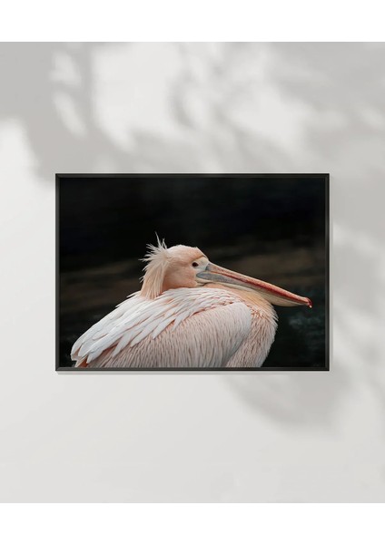 Zarif Pelikan Poster