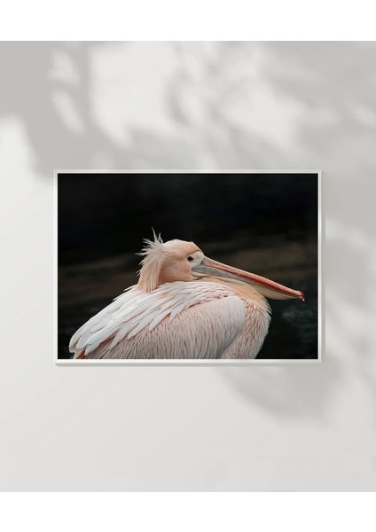 Zarif Pelikan Poster modelleri