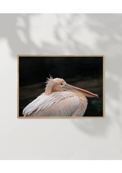 Zarif Pelikan Poster fırsatları