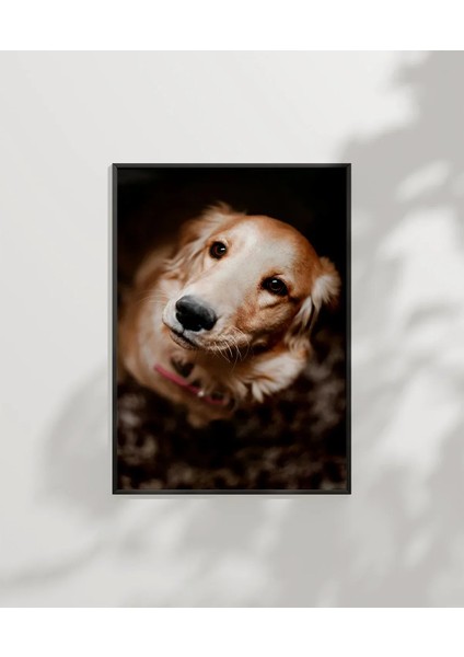 Sevimli Golden Köpek Poster
